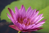 IIP Online Student Photography